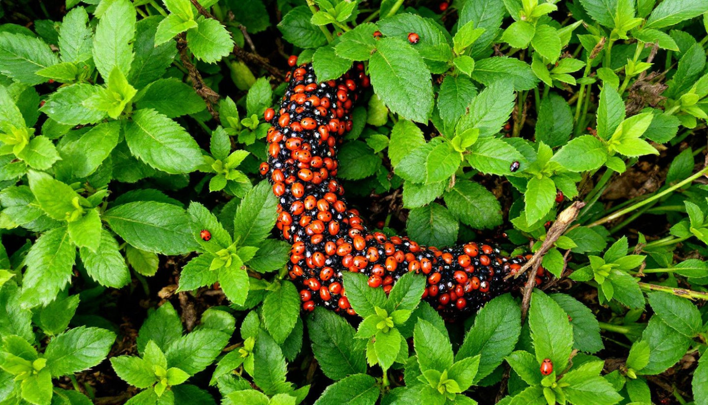 Jardin - Méthodes écologiques de lutte contre les parasites du jardin alternatives naturelles aux pesticides